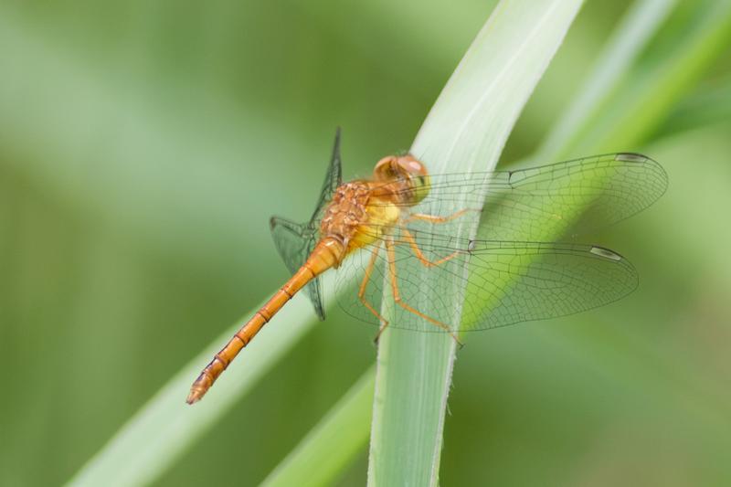 Photo of Autumn Meadowhawk