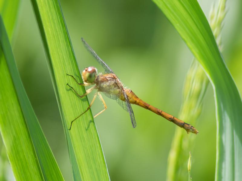 Photo of Autumn Meadowhawk