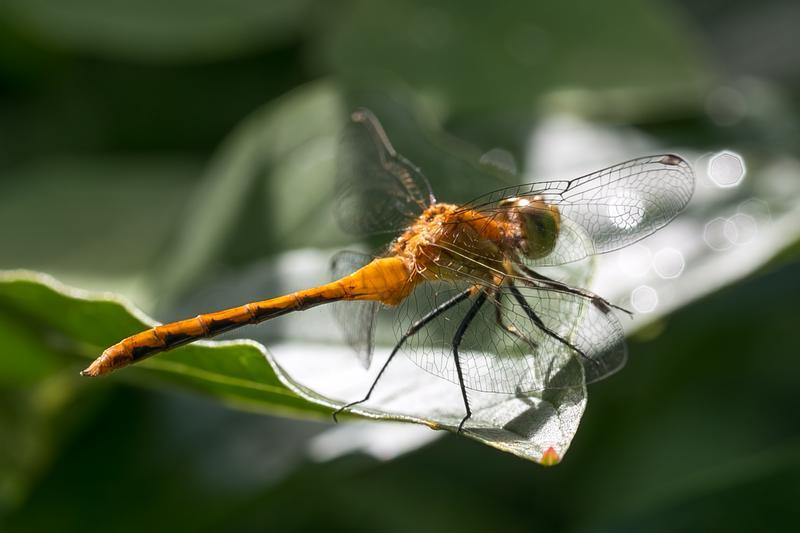 Photo of White-faced Meadowhawk