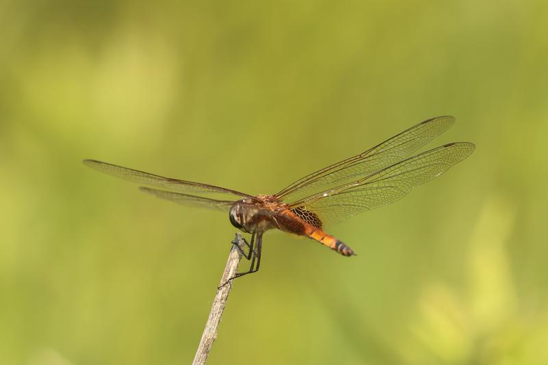 Photo of Striped Saddlebags