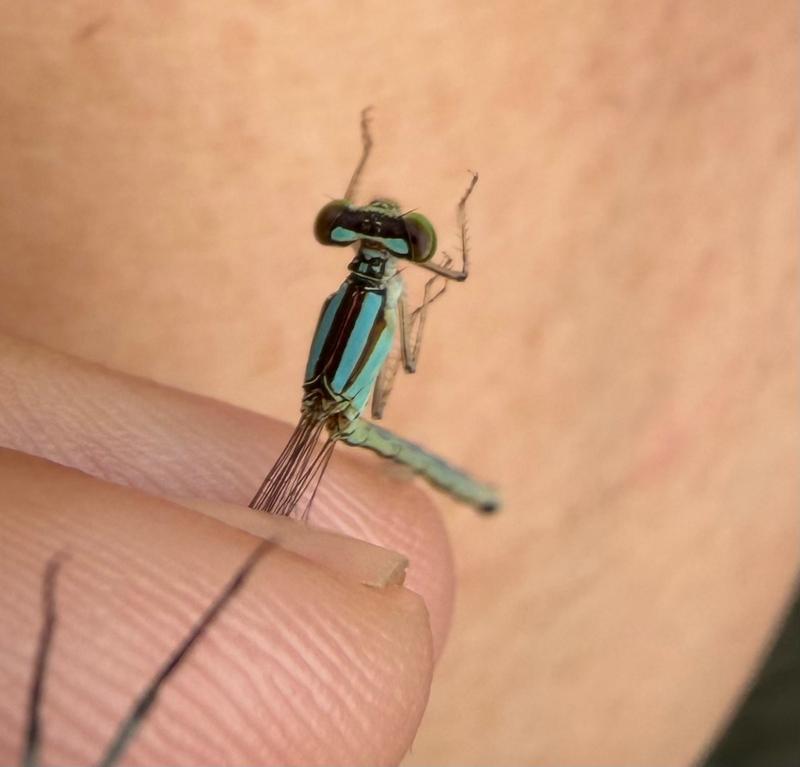 Photo of Slender Bluet