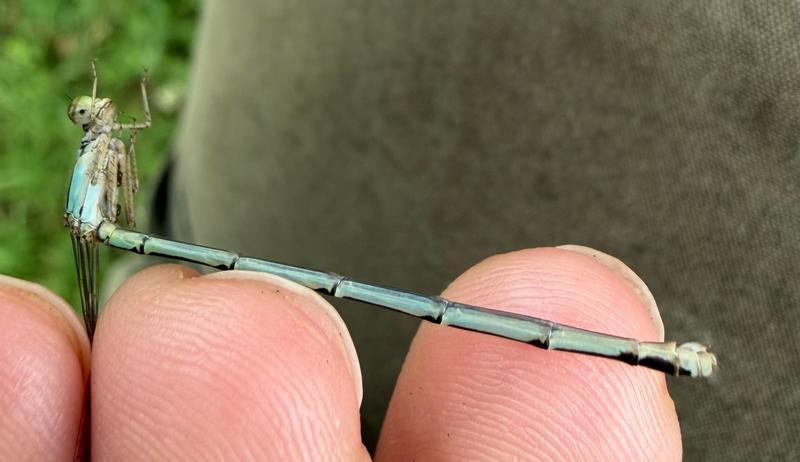 Photo of Slender Bluet
