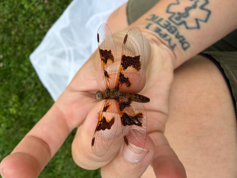 Photo of Eastern Amberwing
