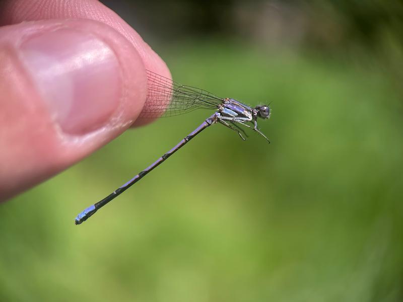 Photo of Variable Dancer (Violet Dancer ssp.)