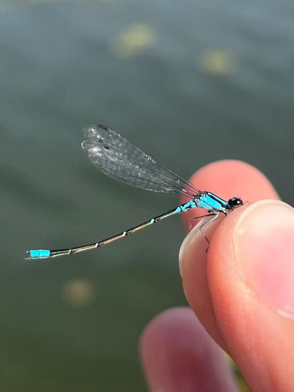 Photo of Skimming Bluet