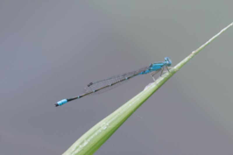 Photo of Slender Bluet