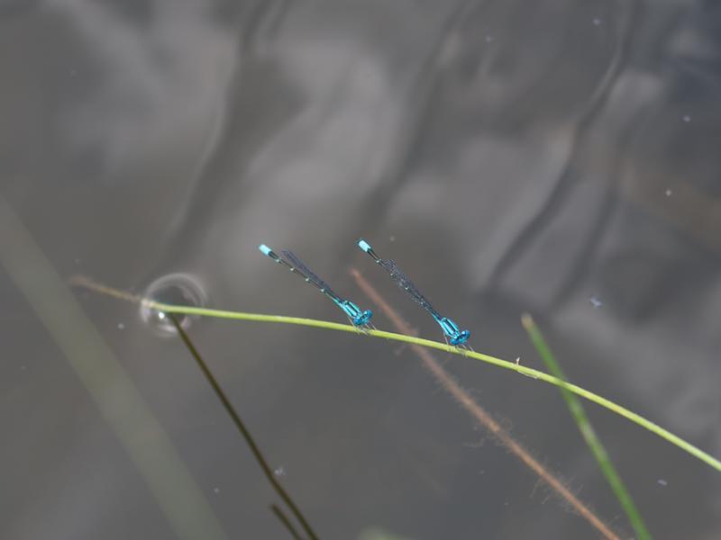 Photo of Slender Bluet
