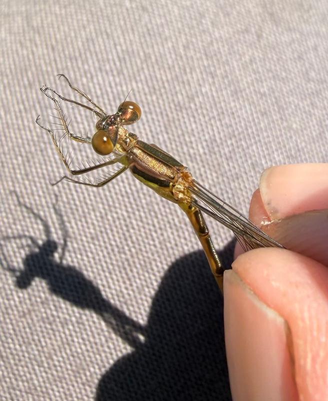 Photo of Lyre-tipped Spreadwing