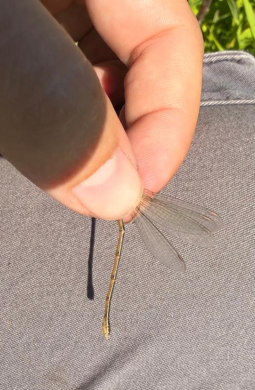 Photo of Lyre-tipped Spreadwing