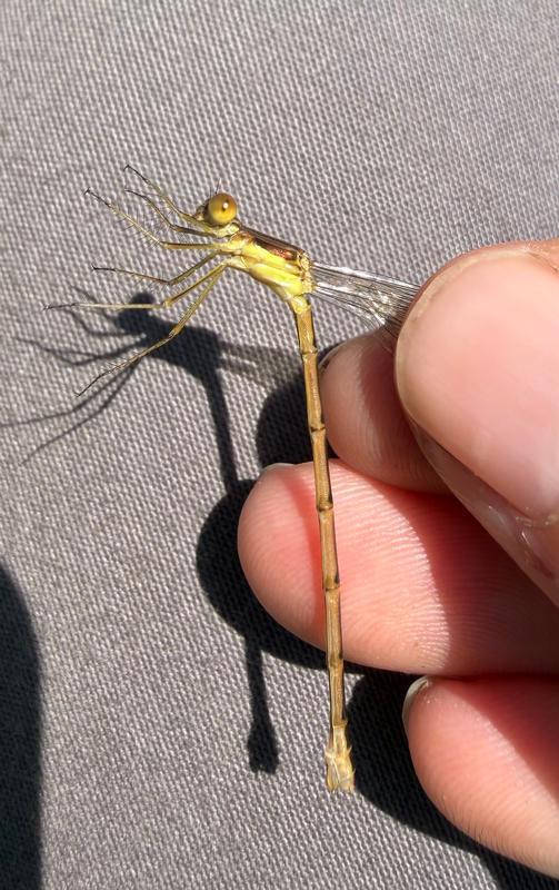 Photo of Lyre-tipped Spreadwing