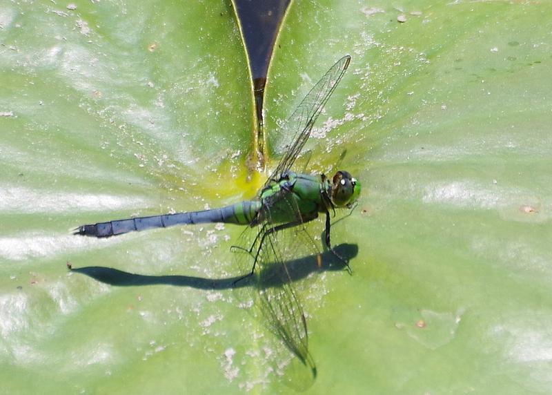 Photo of Eastern Pondhawk