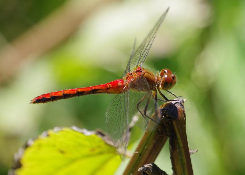 Photo of Cherry-faced Meadowhawk