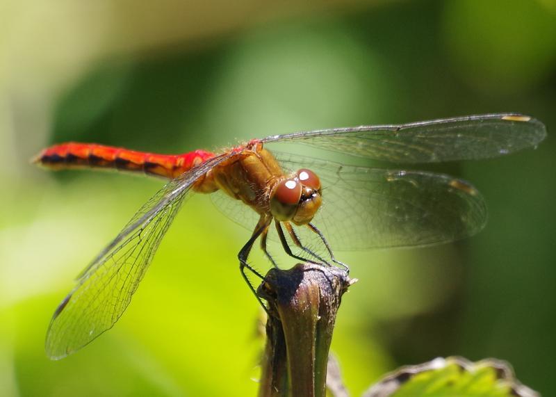 Photo of Cherry-faced Meadowhawk