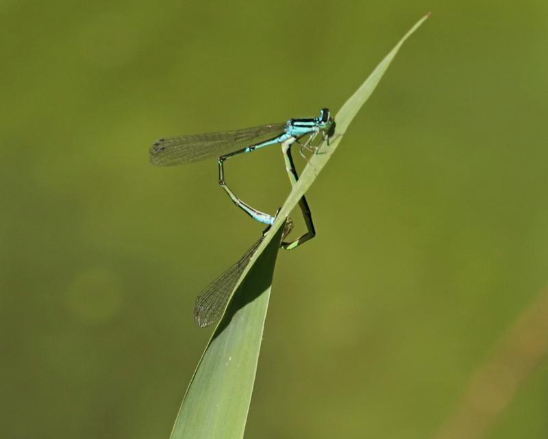 Photo of Skimming Bluet