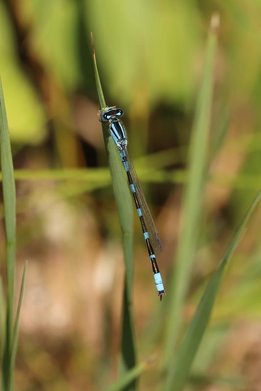 Photo of Tule Bluet