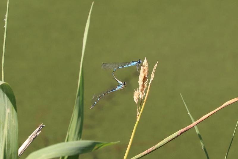 Photo of Tule Bluet
