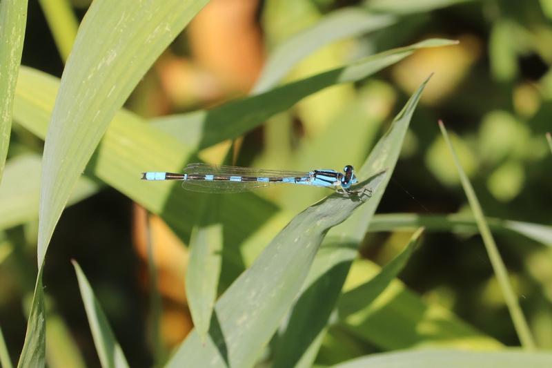 Photo of Tule Bluet