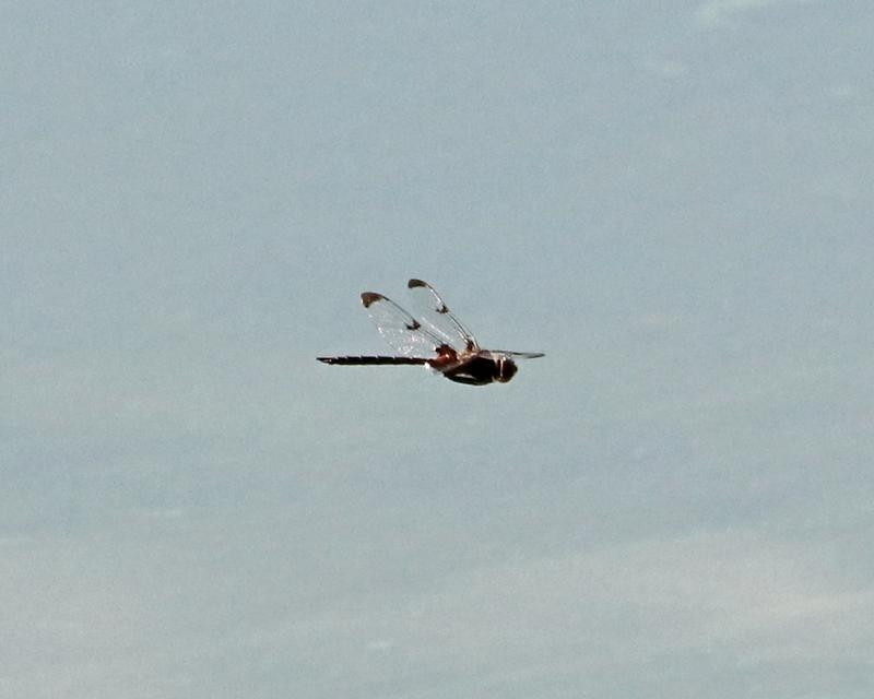 Photo of Prince Baskettail