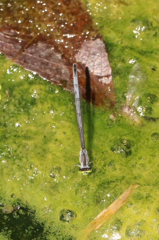 Photo of Eastern Forktail
