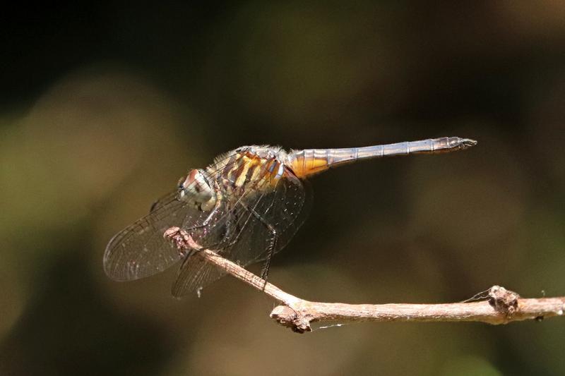 Photo of Blue Dasher