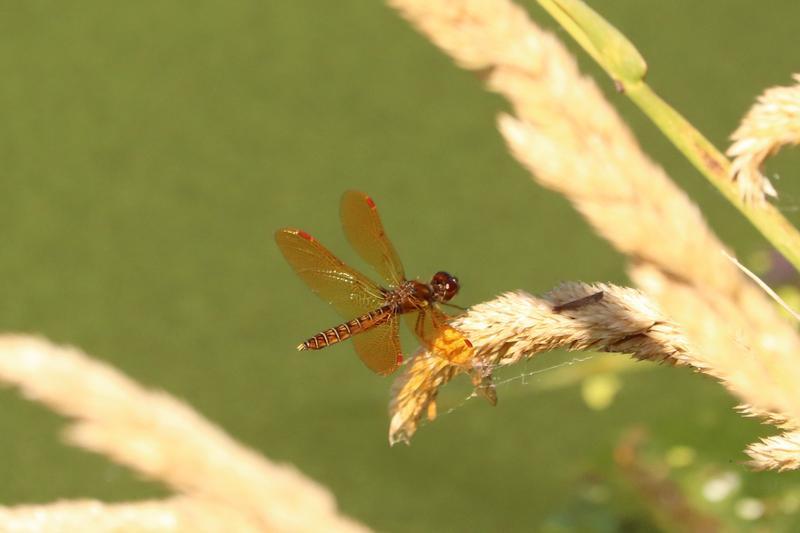 Photo of Eastern Amberwing