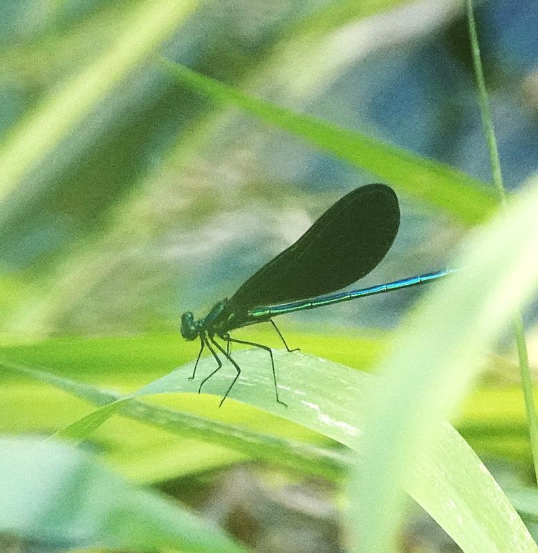 Photo of Ebony Jewelwing