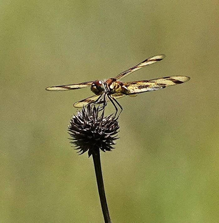 Photo of Halloween Pennant