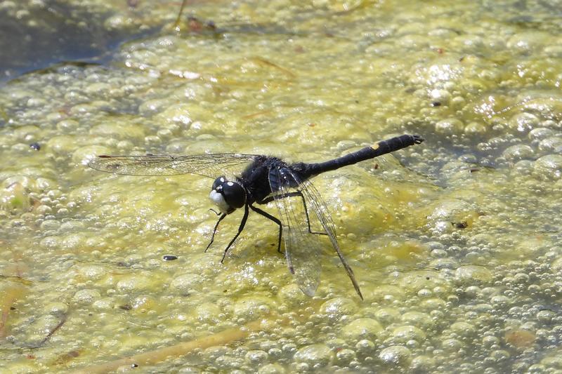 Photo of Dot-tailed Whiteface
