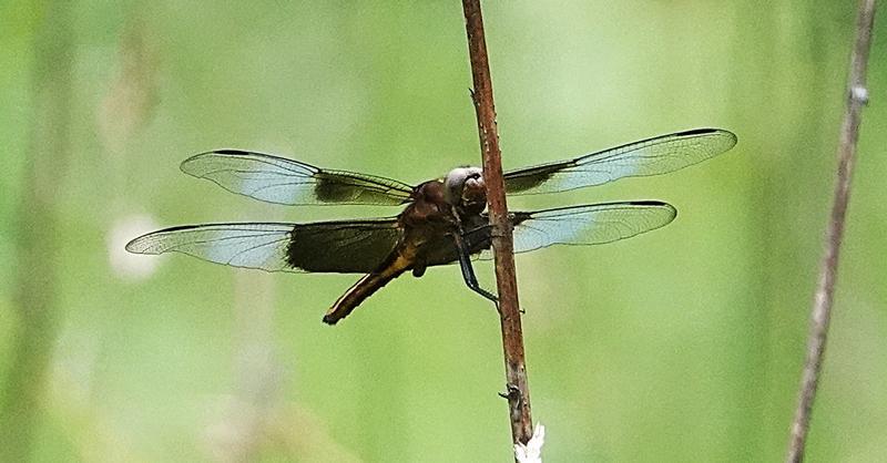 Photo of Widow Skimmer
