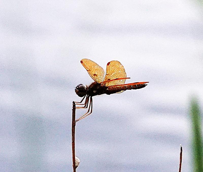 Photo of Eastern Amberwing