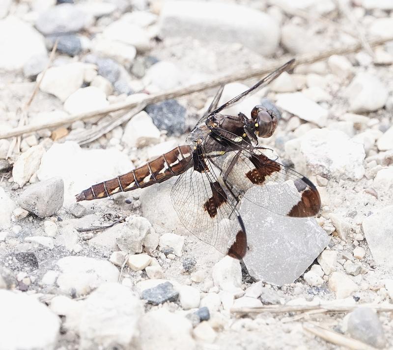 Photo of Common Whitetail