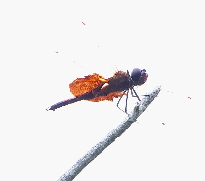 Photo of Carolina Saddlebags