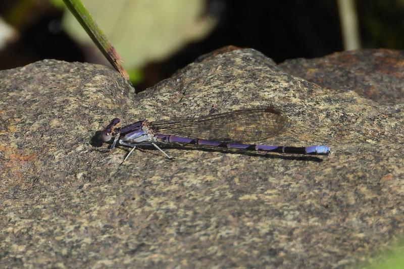 Photo of Variable Dancer (Violet Dancer ssp.)