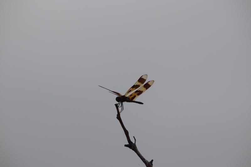 Photo of Halloween Pennant
