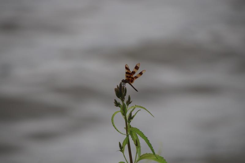 Photo of Halloween Pennant