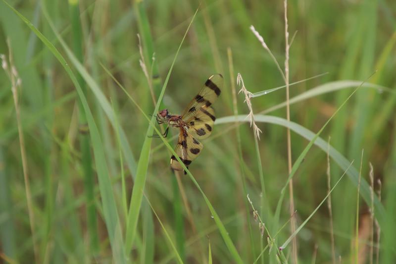 Photo of Halloween Pennant