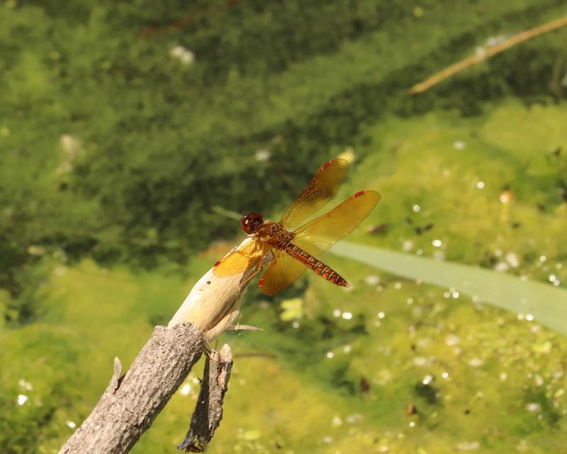 Photo of Eastern Pondhawk