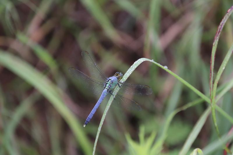 Photo of Eastern Pondhawk
