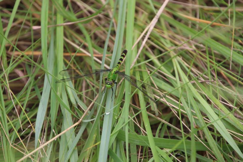 Photo of Eastern Pondhawk