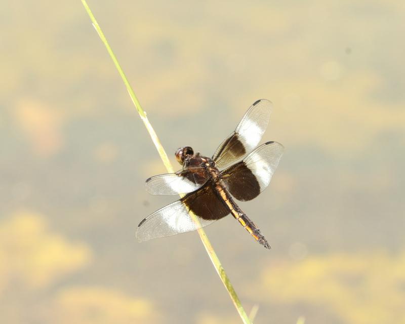 Photo of Widow Skimmer
