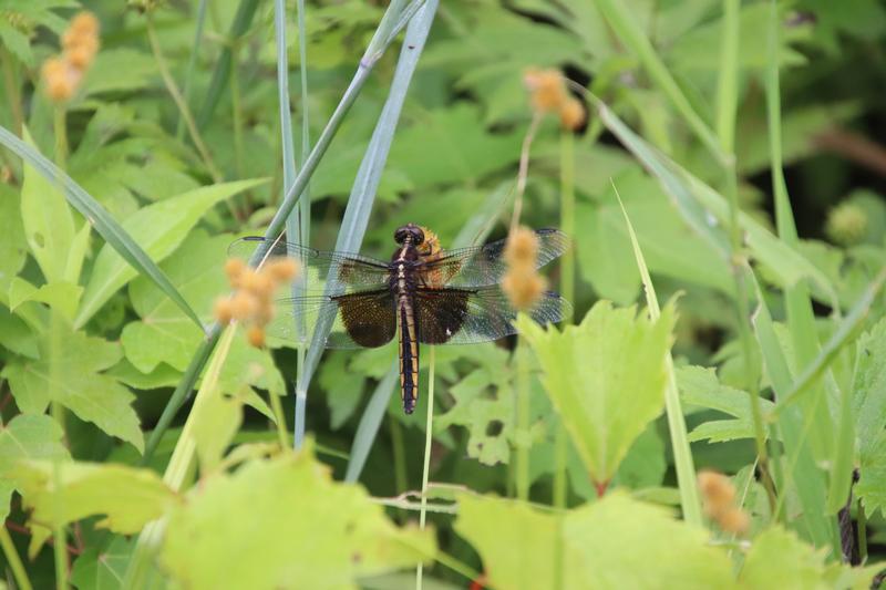 Photo of Widow Skimmer
