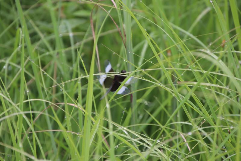 Photo of Widow Skimmer