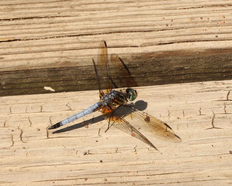 Photo of Blue Dasher