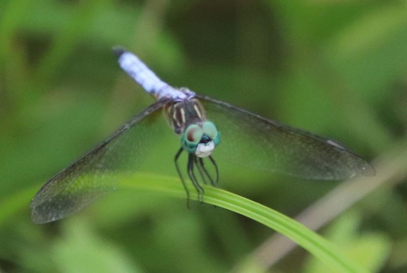 Photo of Blue Dasher