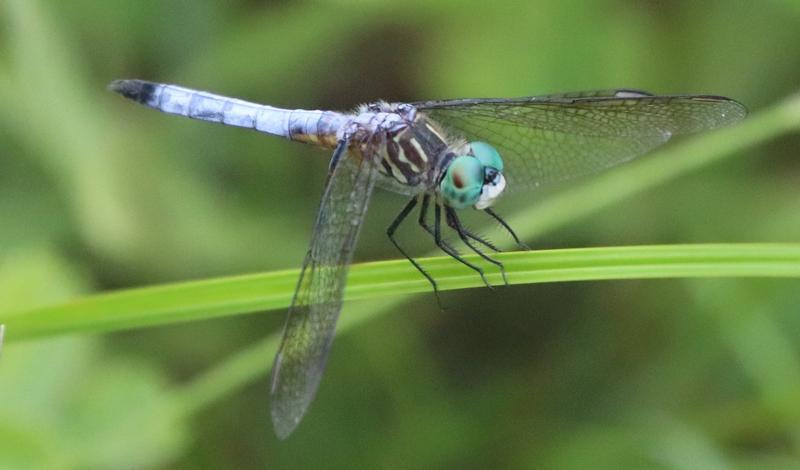 Photo of Blue Dasher