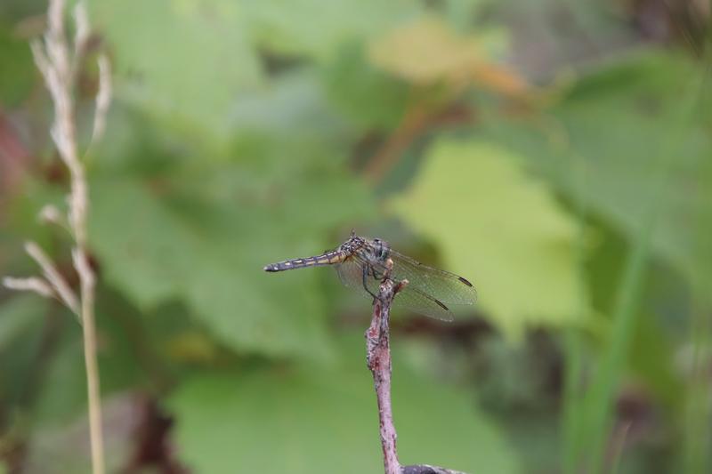 Photo of Blue Dasher