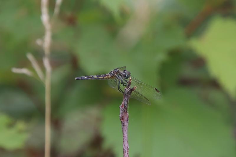 Photo of Blue Dasher