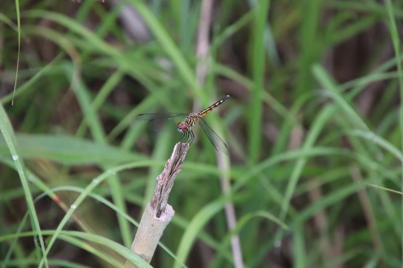 Photo of Blue Dasher