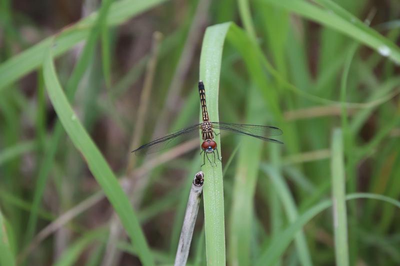 Photo of Blue Dasher