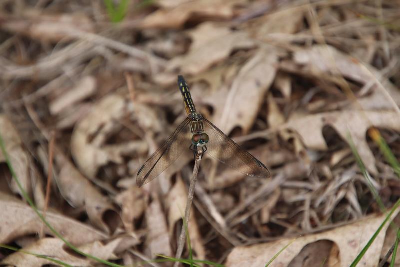 Photo of Blue Dasher